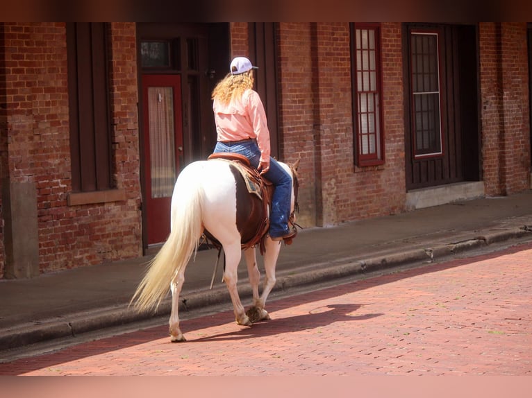 American Quarter Horse Gelding 13 years 14,3 hh Tobiano-all-colors in Rusk TX