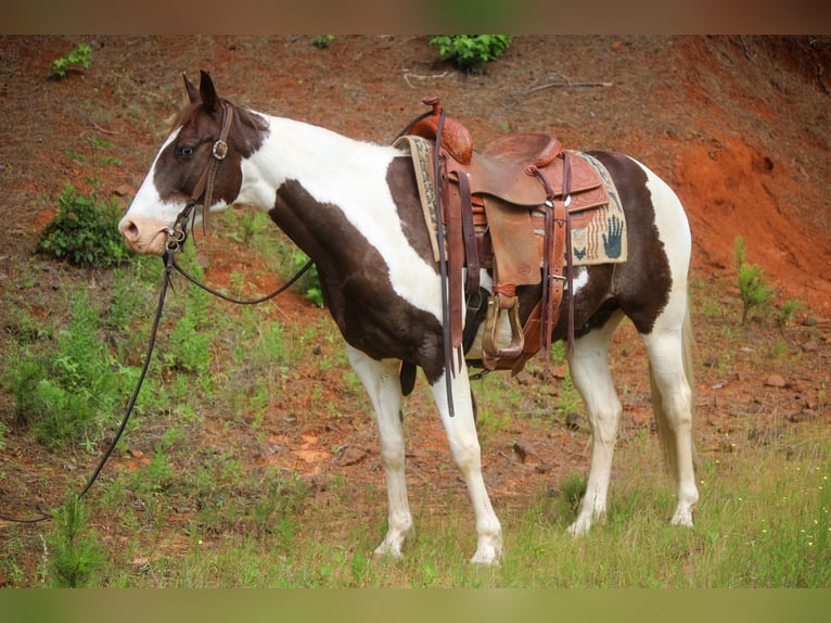 American Quarter Horse Gelding 13 years 14,3 hh Tobiano-all-colors in Rusk TX