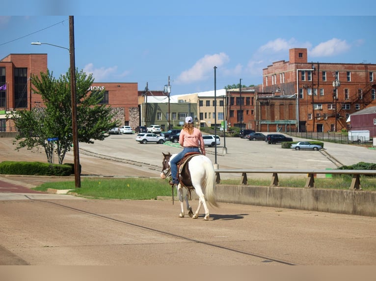 American Quarter Horse Gelding 13 years 14,3 hh Tobiano-all-colors in Rusk TX