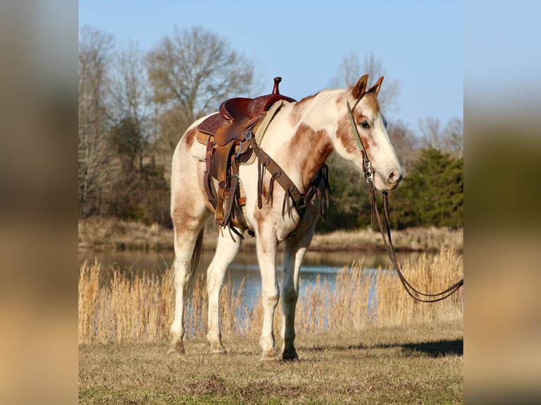 American Quarter Horse Gelding 13 years 14,3 hh Tobiano-all-colors in Canton TX