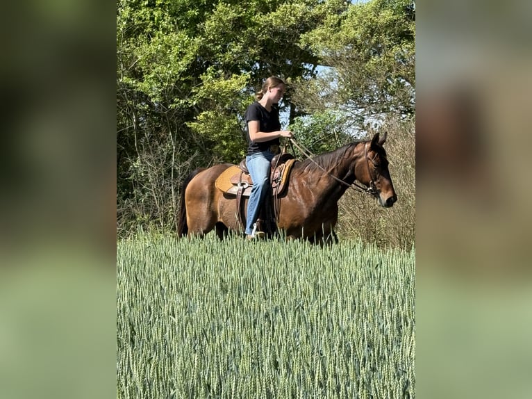 American Quarter Horse Gelding 13 years 14 hh Bay in Carnesville, GA