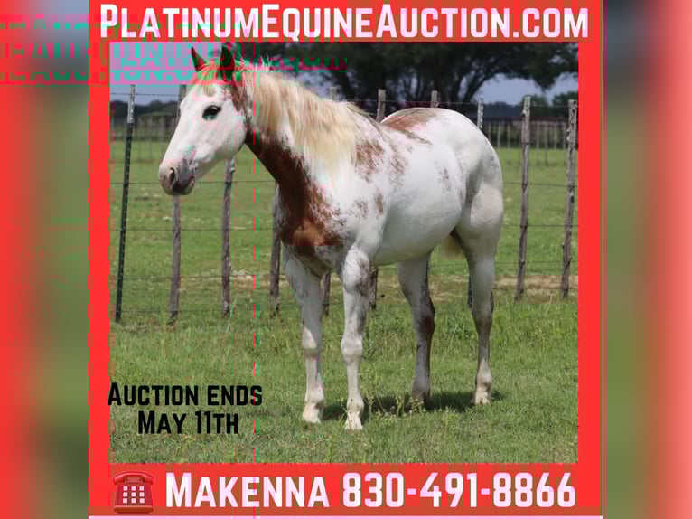 American Quarter Horse Gelding 13 years 14 hh Overo-all-colors in Lipan TX