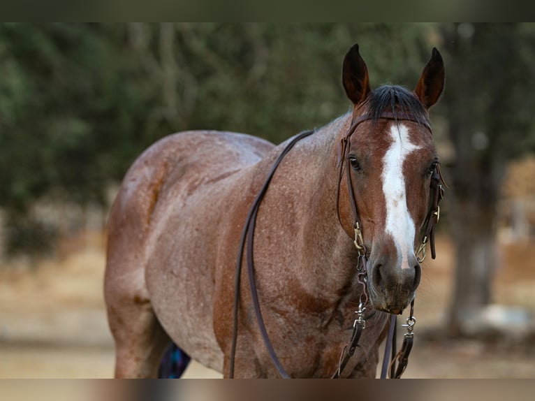 American Quarter Horse Gelding 13 years 14 hh Roan-Bay in Valley Springs CA