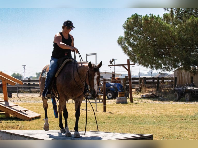 American Quarter Horse Gelding 13 years 14 hh Roan-Bay in Valley Springs CA