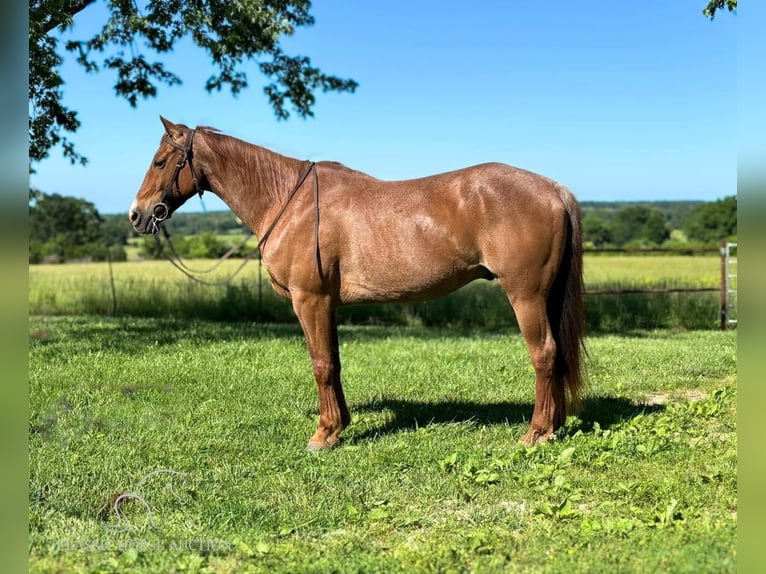 American Quarter Horse Gelding 13 years 14 hh Roan-Red in Houston, MO