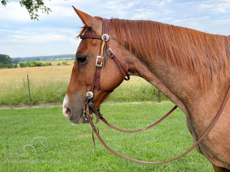 American Quarter Horse Gelding 13 years 14 hh Roan-Red in Houston, MO