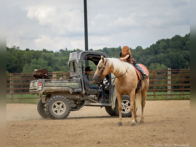 American Quarter Horse Gelding 13 years 14,1 hh Palomino in Auburn