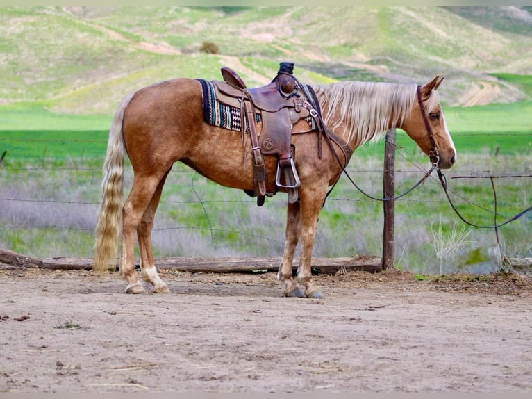American Quarter Horse Gelding 13 years 14,1 hh Palomino in Bittewater CA