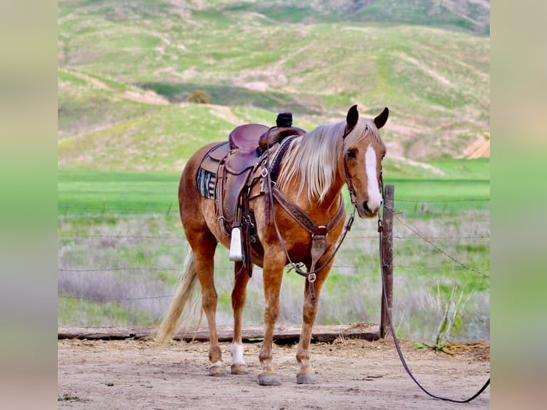 American Quarter Horse Gelding 13 years 14,1 hh Palomino in Bittewater CA