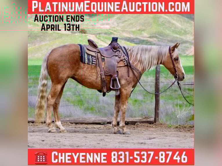 American Quarter Horse Gelding 13 years 14,1 hh Palomino in Bittewater CA