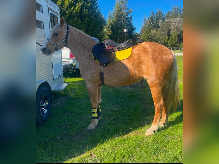 American Quarter Horse Gelding 13 years 14,1 hh Palomino in Bittewater CA