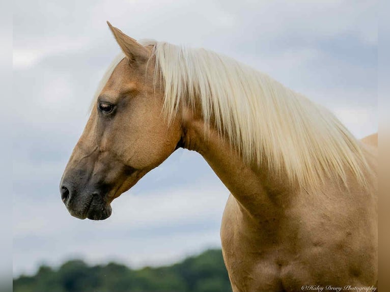 American Quarter Horse Gelding 13 years 14,1 hh in Auburn