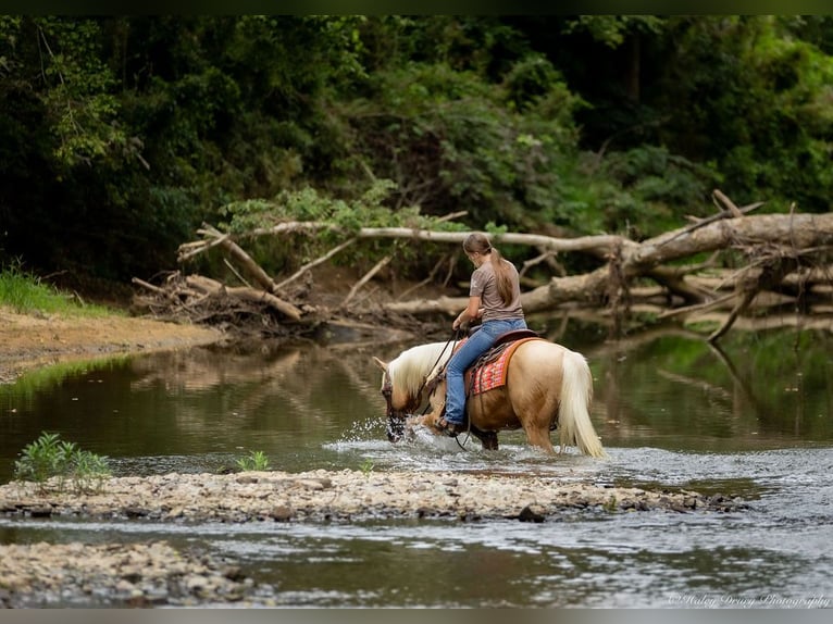 American Quarter Horse Gelding 13 years 14,1 hh in Auburn
