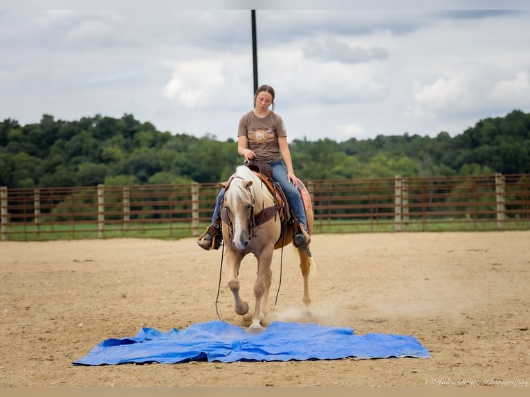 American Quarter Horse Gelding 13 years 14,1 hh in Auburn