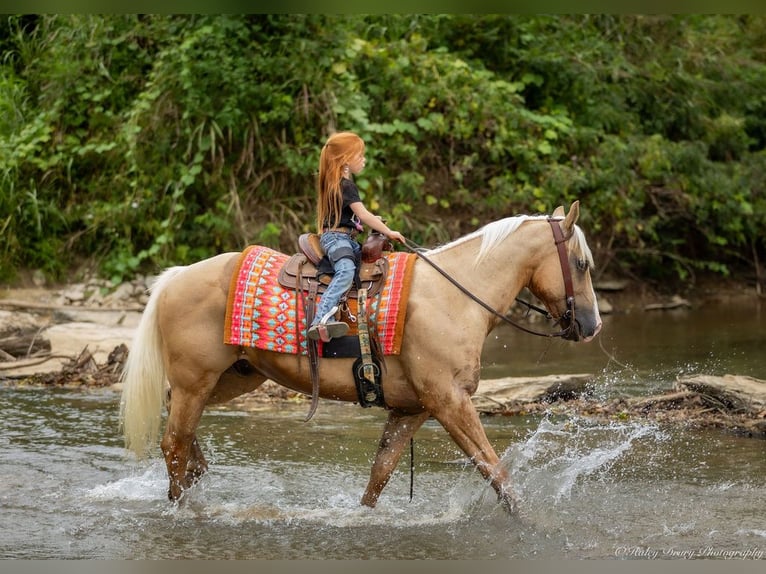 American Quarter Horse Gelding 13 years 14,1 hh in Auburn
