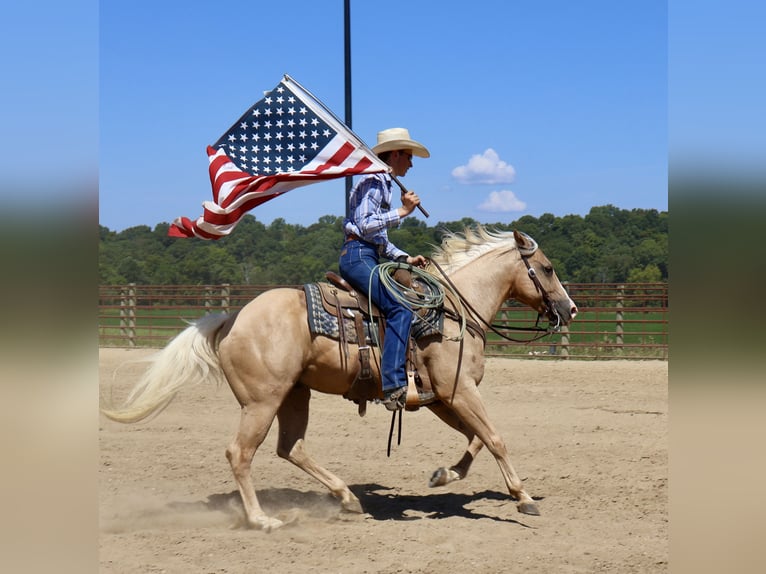 American Quarter Horse Gelding 13 years 14,1 hh in Auburn