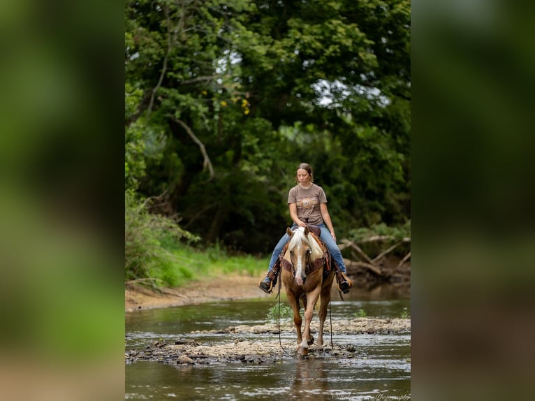 American Quarter Horse Gelding 13 years 14,1 hh in Auburn