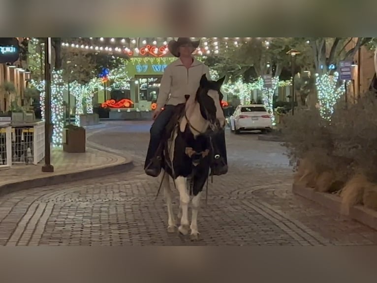 American Quarter Horse Gelding 13 years 14,1 hh Tobiano-all-colors in Weatherford TX