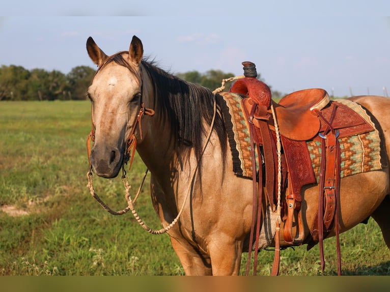 American Quarter Horse Gelding 13 years 14,2 hh Buckskin in Mount Vernon