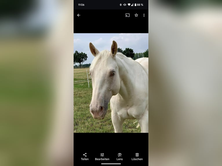 American Quarter Horse Gelding 13 years 14,2 hh  in Salzgitter