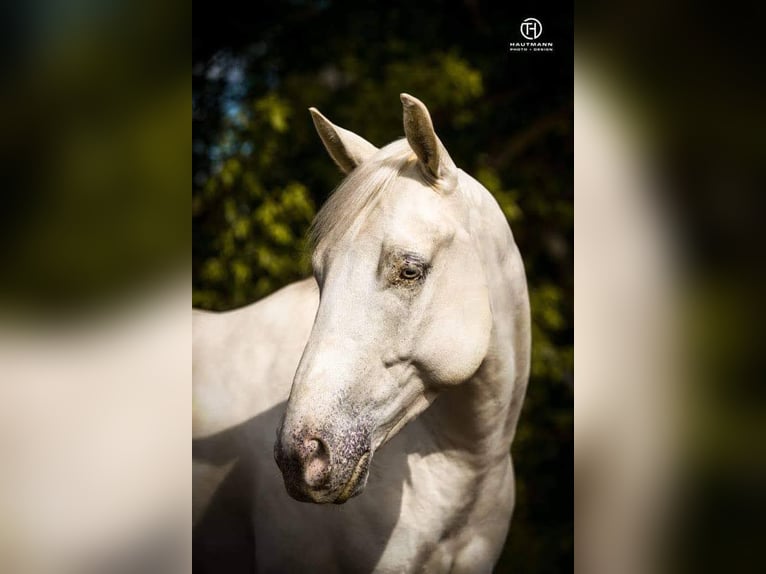 American Quarter Horse Gelding 13 years 14,2 hh  in Salzgitter