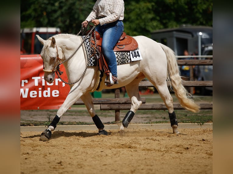 American Quarter Horse Gelding 13 years 14,2 hh  in Salzgitter