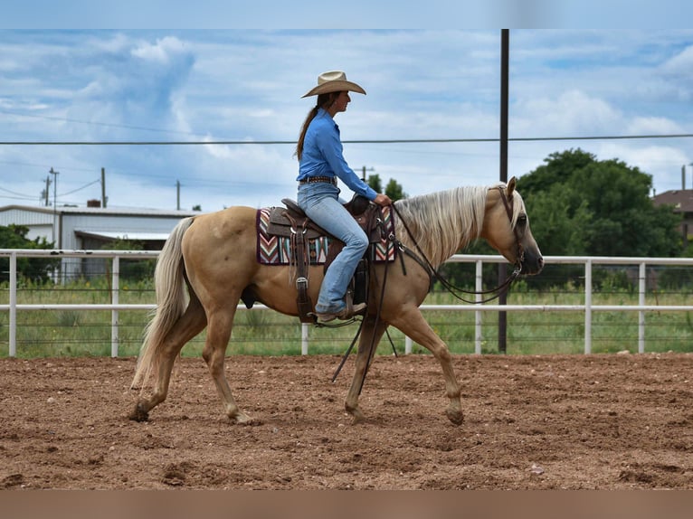 American Quarter Horse Gelding 13 years 14,2 hh Palomino in Amarillo