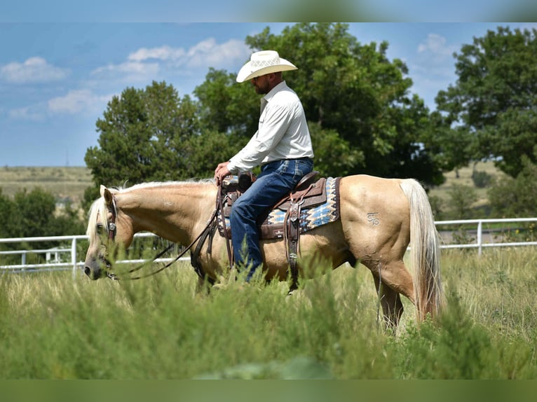 American Quarter Horse Gelding 13 years 14,2 hh Palomino in Amarillo