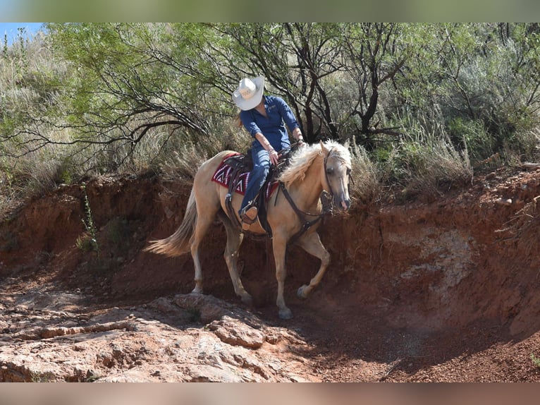 American Quarter Horse Gelding 13 years 14,2 hh Palomino in Amarillo