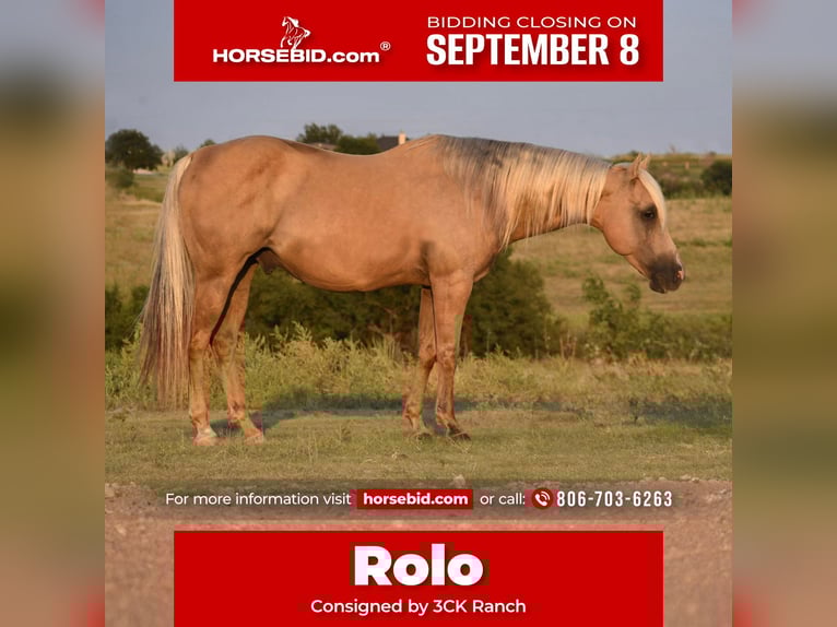 American Quarter Horse Gelding 13 years 14,2 hh Palomino in Amarillo