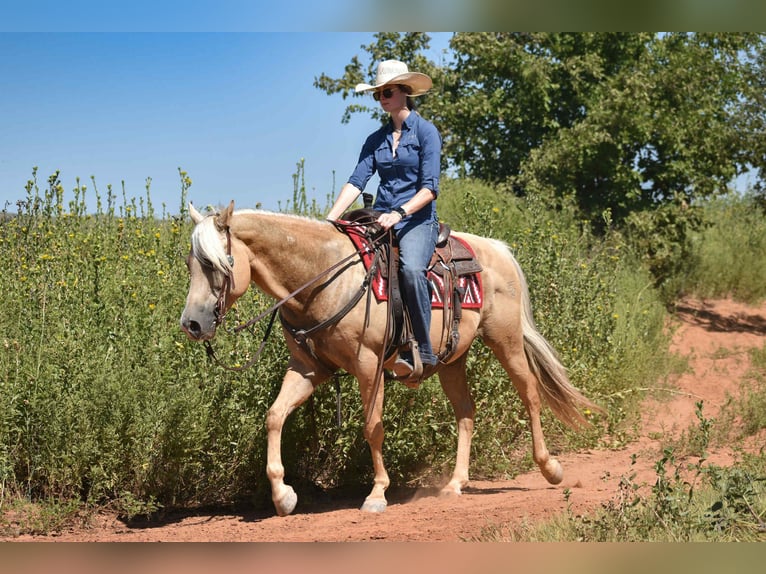 American Quarter Horse Gelding 13 years 14,2 hh Palomino in Amarillo