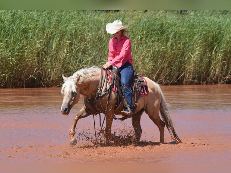 American Quarter Horse Gelding 13 years 14,2 hh Palomino in Amarillo