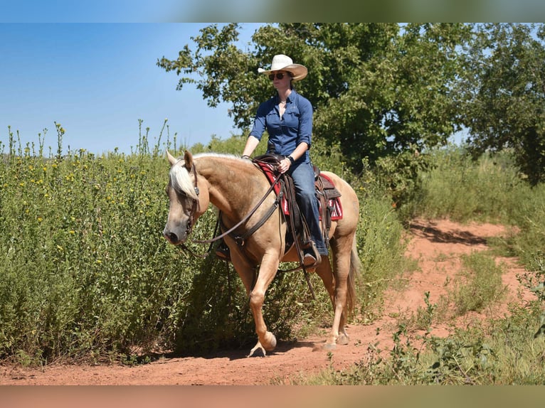 American Quarter Horse Gelding 13 years 14,2 hh Palomino in Amarillo