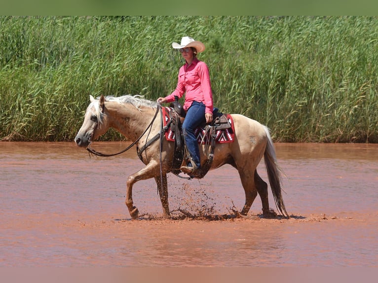 American Quarter Horse Gelding 13 years 14,2 hh Palomino in Amarillo