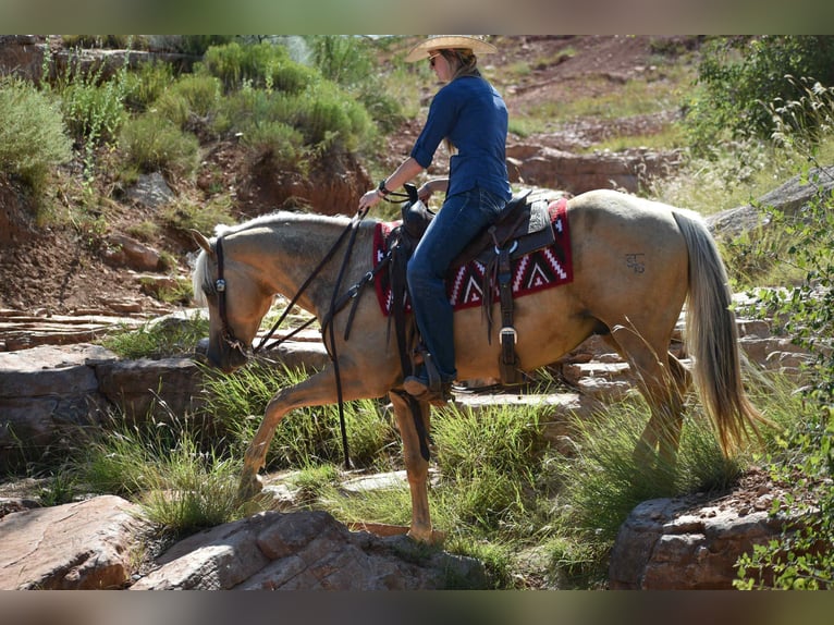American Quarter Horse Gelding 13 years 14,2 hh Palomino in Amarillo