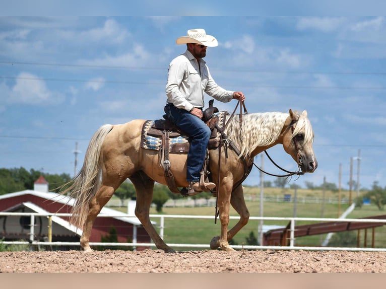 American Quarter Horse Gelding 13 years 14,2 hh Palomino in Amarillo