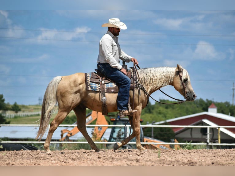 American Quarter Horse Gelding 13 years 14,2 hh Palomino in Amarillo
