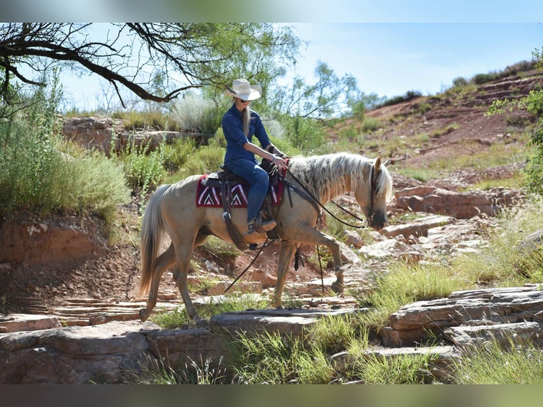 American Quarter Horse Gelding 13 years 14,2 hh Palomino in Amarillo