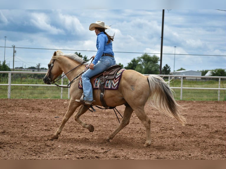 American Quarter Horse Gelding 13 years 14,2 hh Palomino in Amarillo
