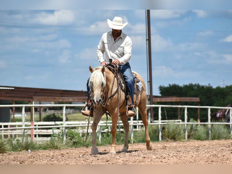 American Quarter Horse Gelding 13 years 14,2 hh Palomino in Amarillo
