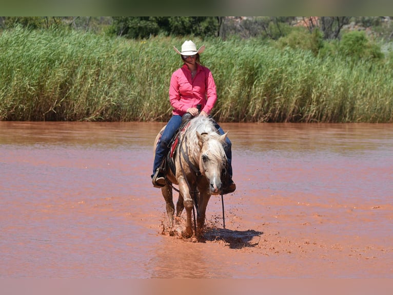 American Quarter Horse Gelding 13 years 14,2 hh Palomino in Amarillo