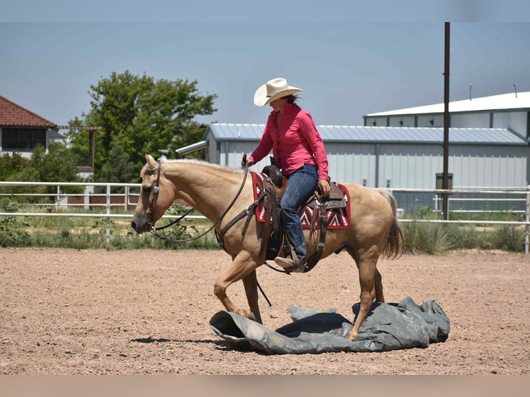 American Quarter Horse Gelding 13 years 14,2 hh Palomino in Amarillo