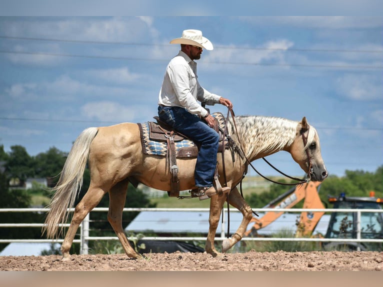 American Quarter Horse Gelding 13 years 14,2 hh Palomino in Amarillo