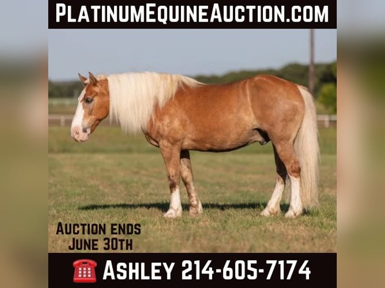 American Quarter Horse Gelding 13 years 14,2 hh Palomino in WEATHERFORD, TX