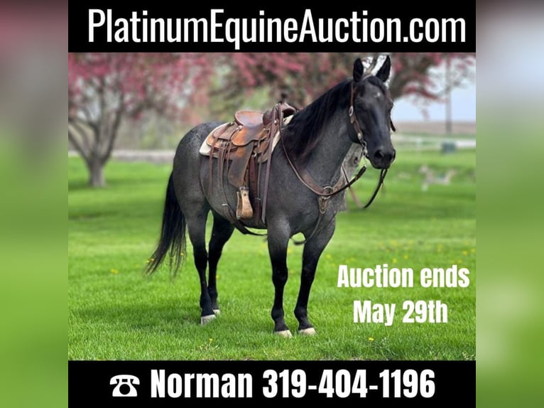 American Quarter Horse Gelding 13 years 14,2 hh Roan-Blue in Zearing, IA