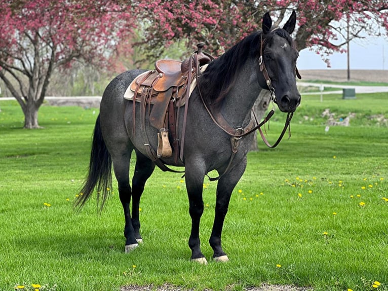 American Quarter Horse Gelding 13 years 14,2 hh Roan-Blue in Zearing, IA