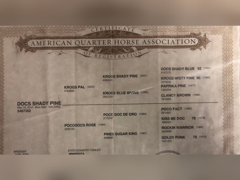 American Quarter Horse Gelding 13 years 14,2 hh Roan-Blue in Zearing, IA