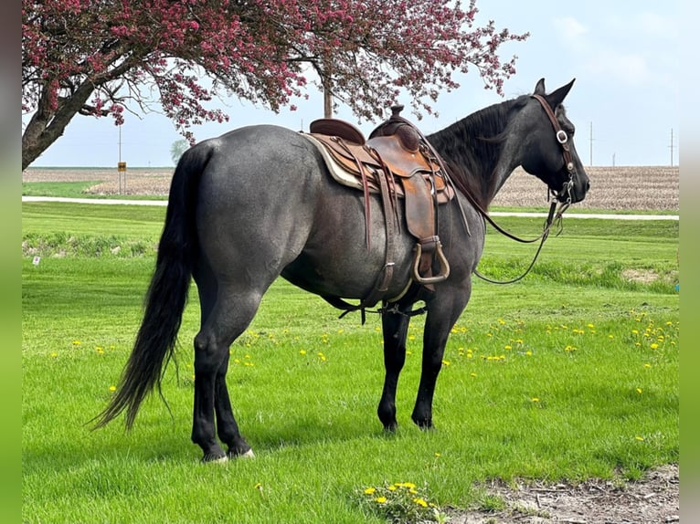 American Quarter Horse Gelding 13 years 14,2 hh Roan-Blue in Zearing, IA