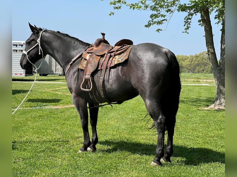 American Quarter Horse Gelding 13 years 14,2 hh Roan-Blue in Zearing, IA