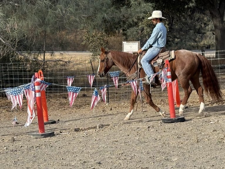 American Quarter Horse Gelding 13 years 14,2 hh Roan-Red in Paicines CA